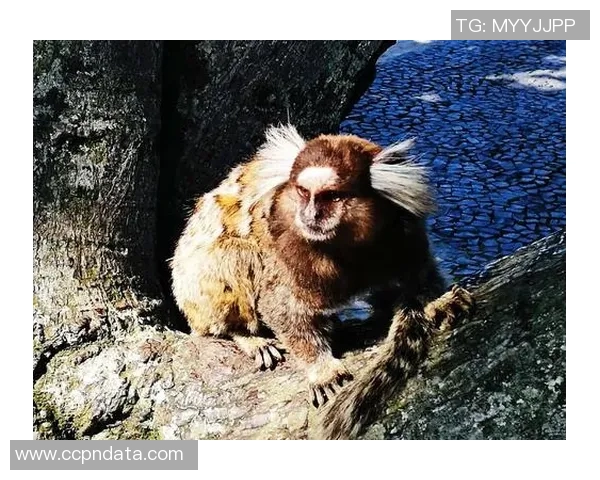 塞拉亚足球俱乐部签下巴西新秀将为球队带来新的希望和活力